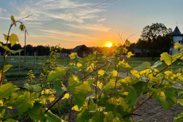 Kaimiņmuižas winery