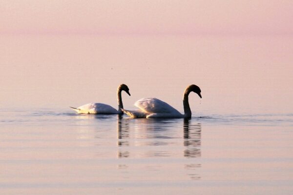Swans at Kolka Cape