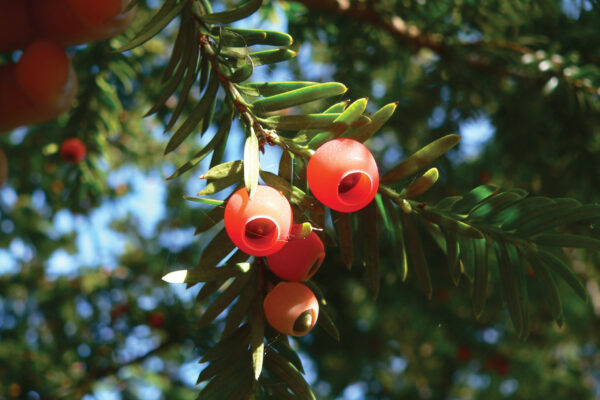 Slītere National park