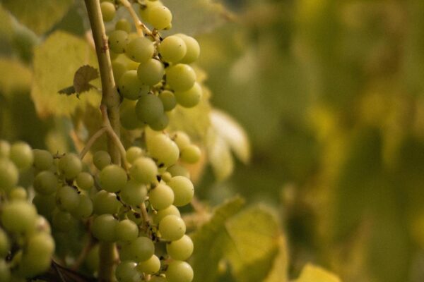 "Mazburkas" grape cultivating