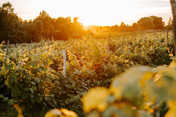 "Mazburkas" vineyard