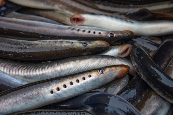 Lampreys