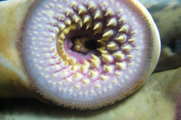 Mouth of a Lamprey fish