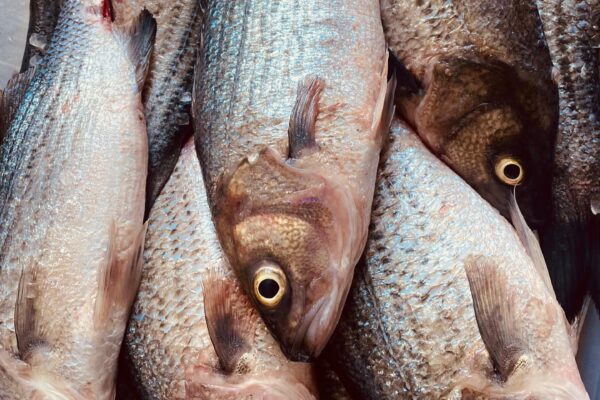 Ērgļu stacija nature tourism organizer and restaurant