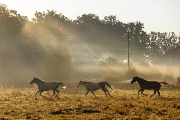 Valmiermuižas stables