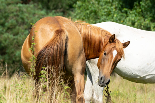 Dabas zirgi horse stables