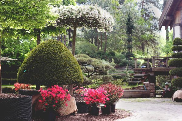 Koku skola tree design and nursery