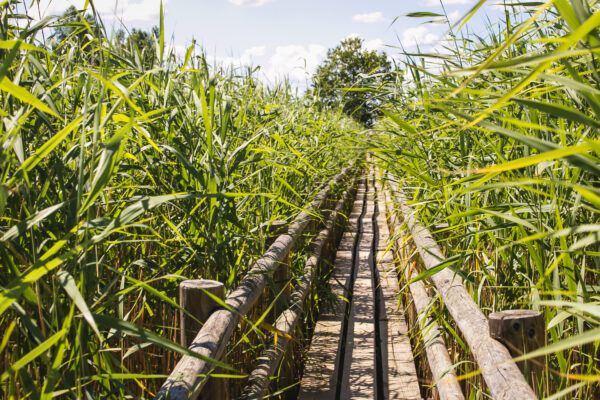 Kanieris lake reed footpath