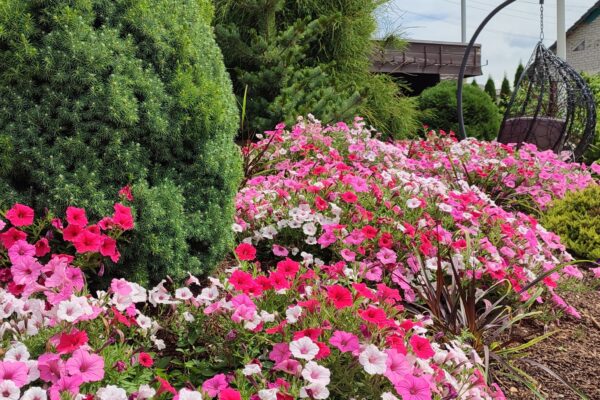 Solveiga Dzene decorative garden