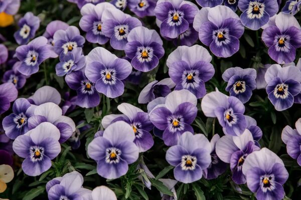 "Gardi Ziedi" edible flowers